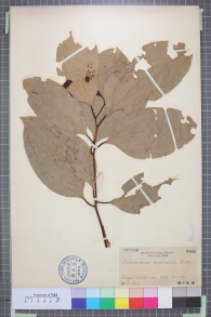 Specimen thumbnail